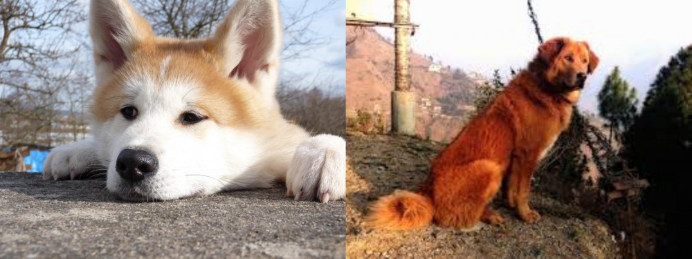 Himalayan Sheepdog vs Akita - Breed Comparison