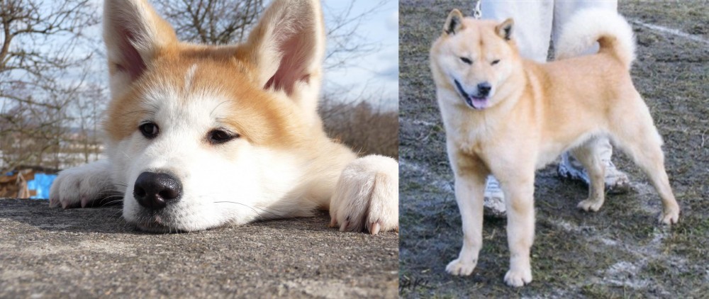 Hokkaido vs Akita - Breed Comparison