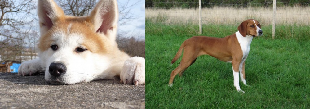 Hygenhund vs Akita - Breed Comparison