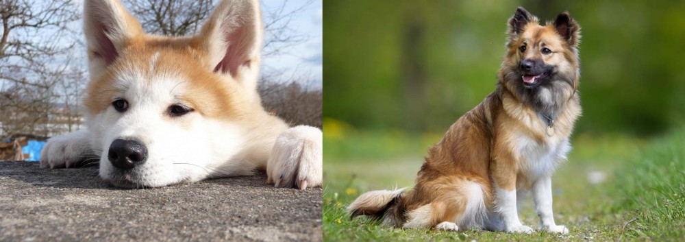 Icelandic Sheepdog vs Akita - Breed Comparison