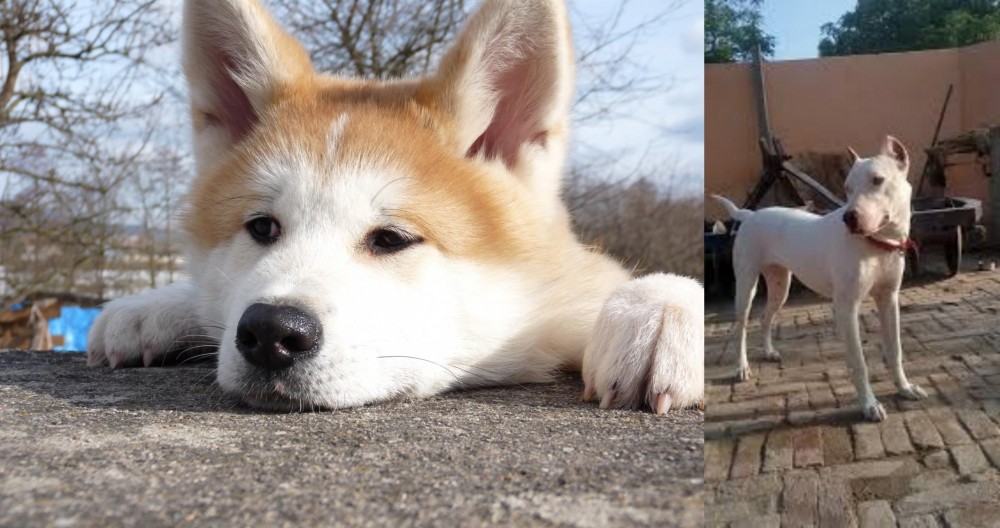 Indian Bull Terrier vs Akita - Breed Comparison