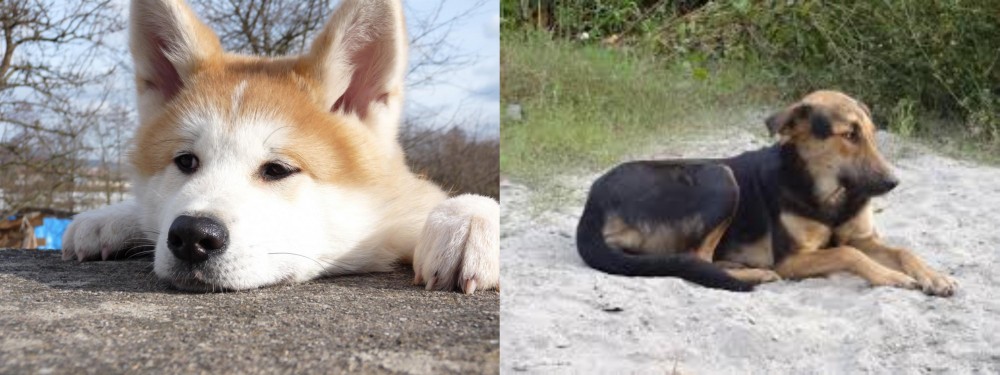 Indian Pariah Dog vs Akita - Breed Comparison