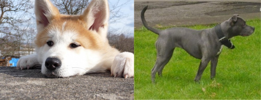 Irish Bull Terrier vs Akita - Breed Comparison