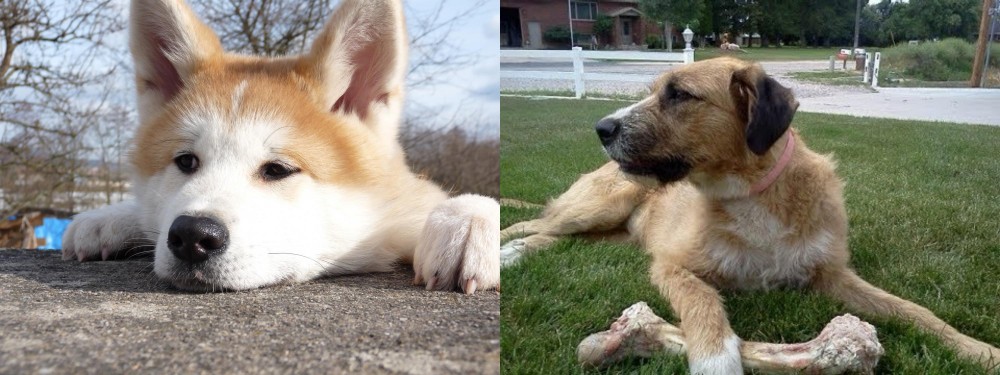 Irish Mastiff Hound vs Akita - Breed Comparison