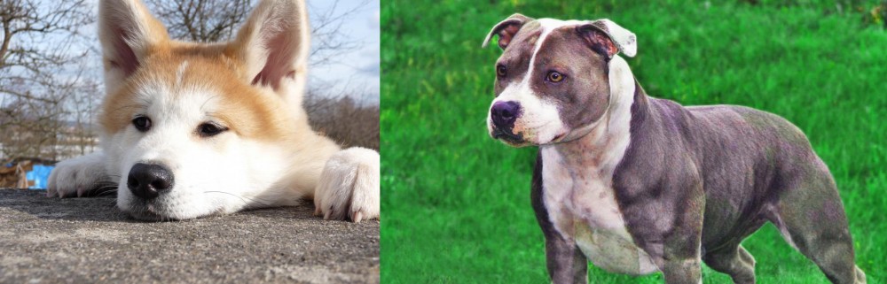 Irish Staffordshire Bull Terrier vs Akita - Breed Comparison