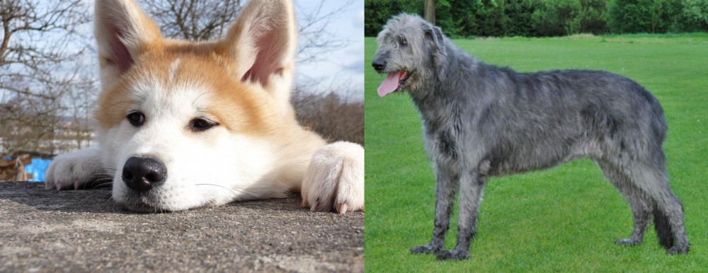 Irish Wolfhound vs Akita - Breed Comparison