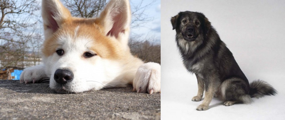Istrian Sheepdog vs Akita - Breed Comparison