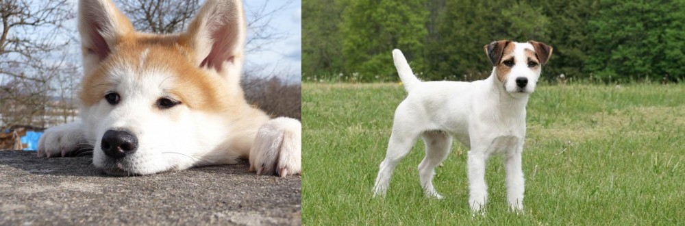 Jack Russell Terrier vs Akita - Breed Comparison