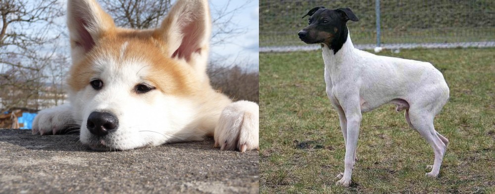 Japanese Terrier vs Akita - Breed Comparison
