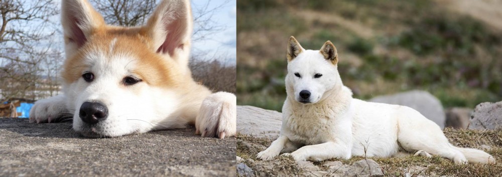Jindo vs Akita - Breed Comparison