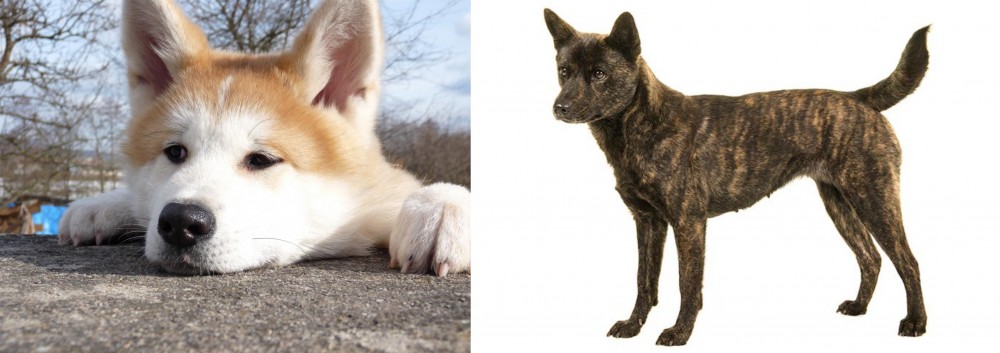 Kai Ken vs Akita - Breed Comparison