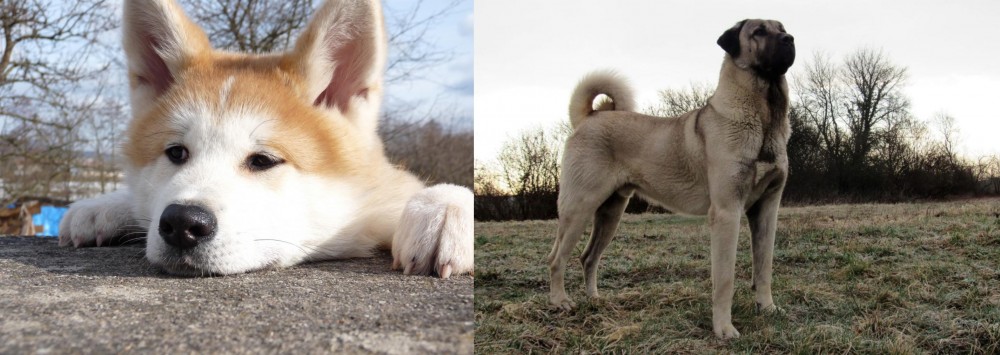 Kangal Dog vs Akita - Breed Comparison