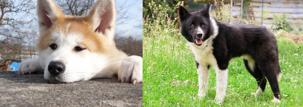 Karelian Bear Dog vs Akita - Breed Comparison