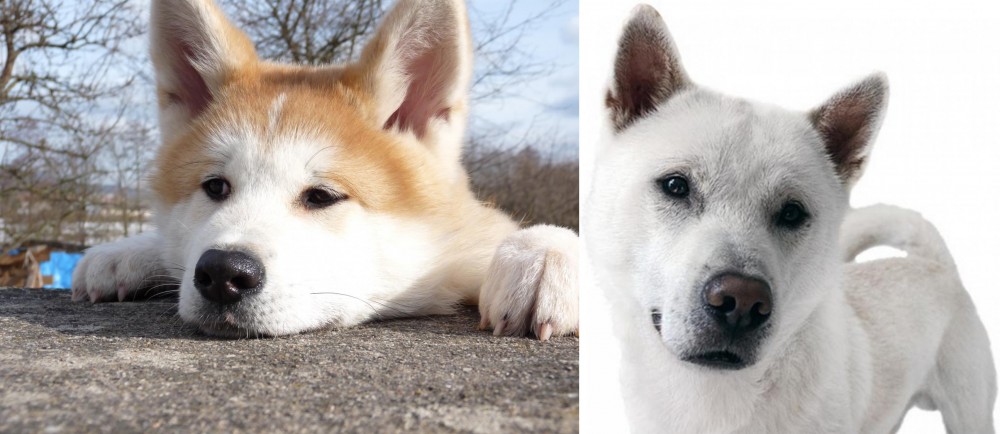 Kishu vs Akita - Breed Comparison