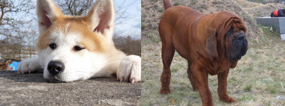 Korean Mastiff vs Akita - Breed Comparison