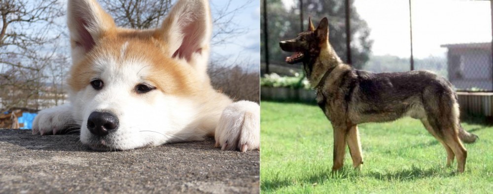 Kunming Dog vs Akita - Breed Comparison