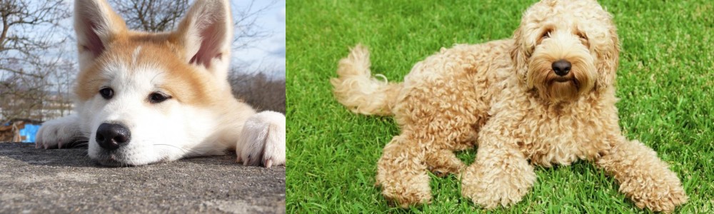 Labradoodle vs Akita - Breed Comparison