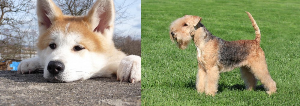 Lakeland Terrier vs Akita - Breed Comparison