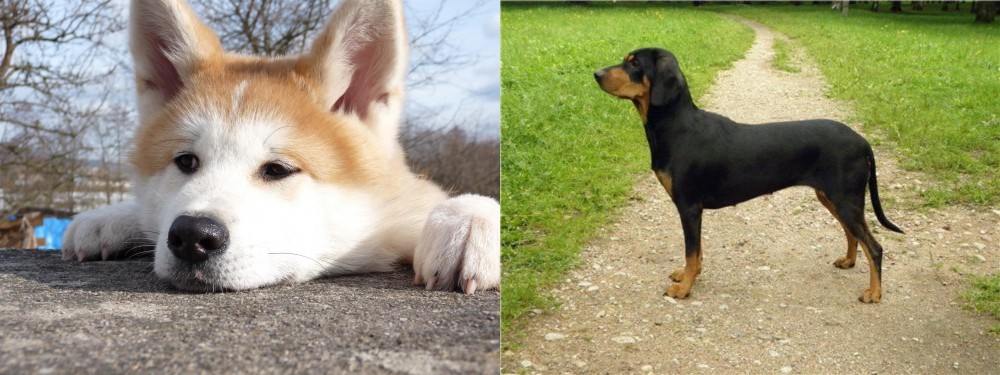 Latvian Hound vs Akita - Breed Comparison
