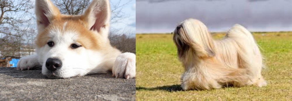 Lhasa Apso vs Akita - Breed Comparison