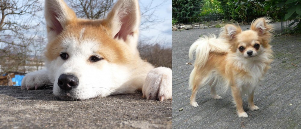 Long Haired Chihuahua vs Akita - Breed Comparison