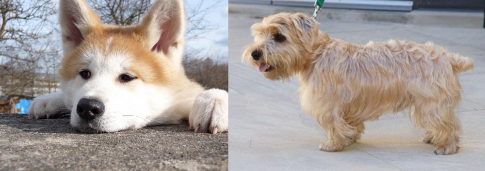 Lucas Terrier vs Akita - Breed Comparison