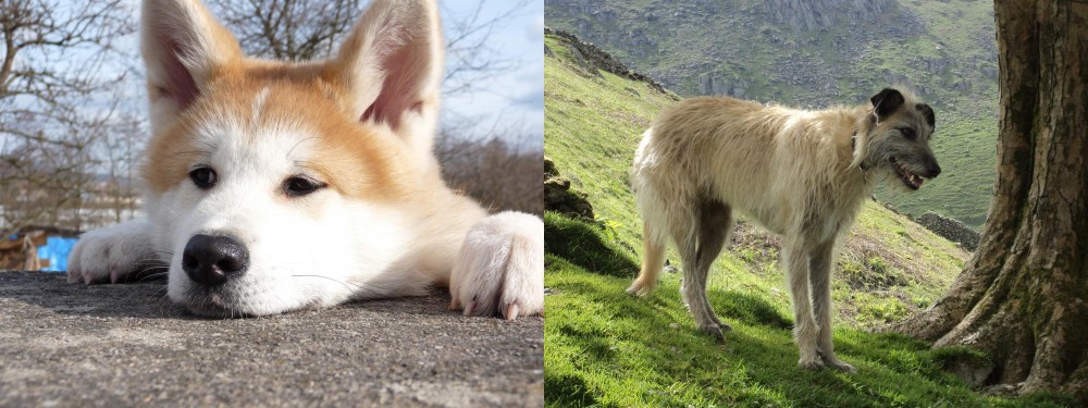 Lurcher vs Akita - Breed Comparison