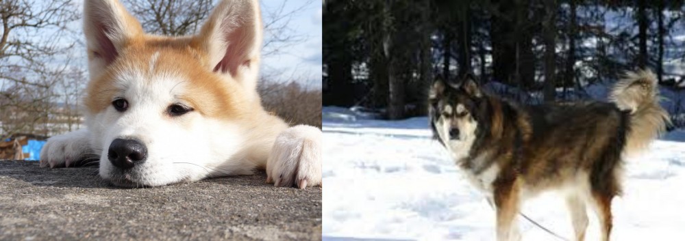 Mackenzie River Husky vs Akita - Breed Comparison