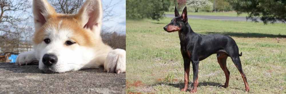 Manchester Terrier vs Akita - Breed Comparison