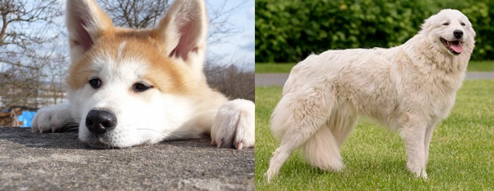Maremma Sheepdog vs Akita - Breed Comparison