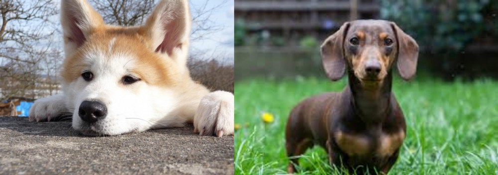 Miniature Dachshund vs Akita - Breed Comparison