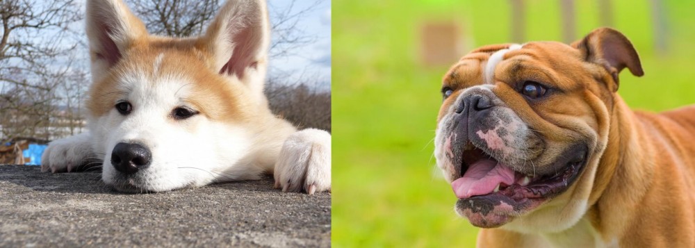 Miniature English Bulldog vs Akita - Breed Comparison