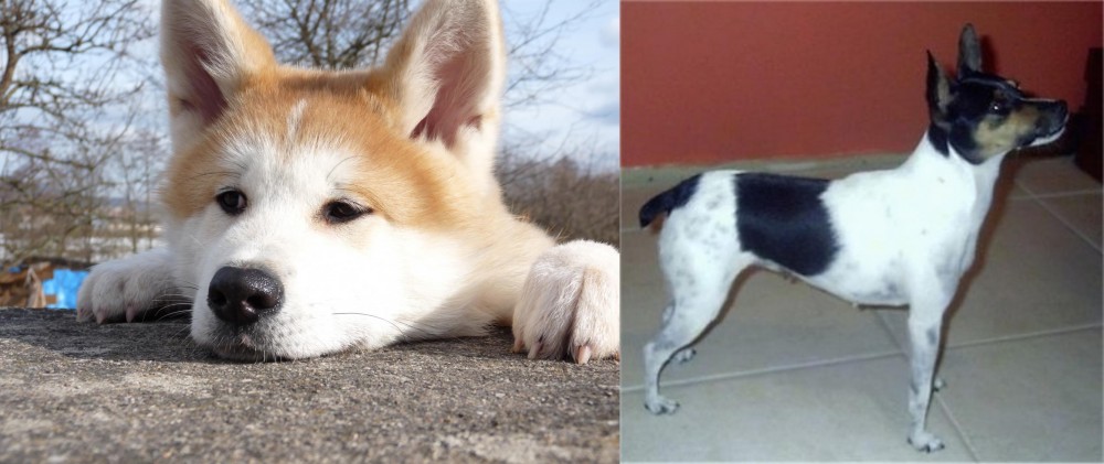 Miniature Fox Terrier vs Akita - Breed Comparison