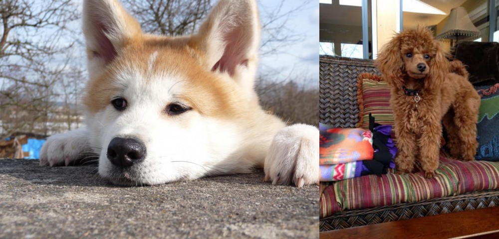 Miniature Poodle vs Akita - Breed Comparison