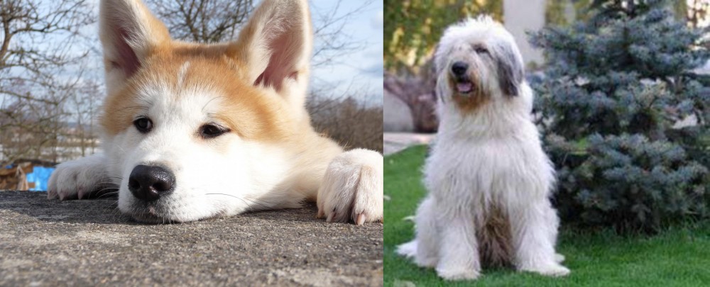 Mioritic Sheepdog vs Akita - Breed Comparison