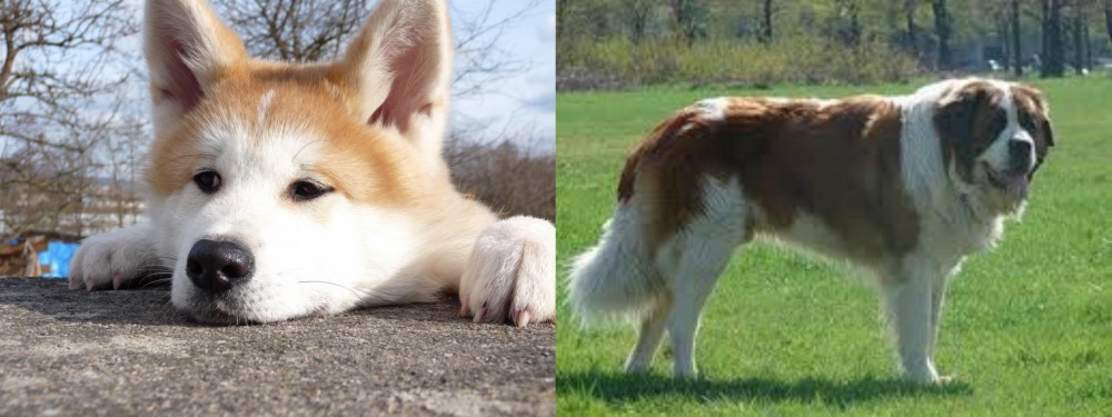 Moscow Watchdog vs Akita - Breed Comparison