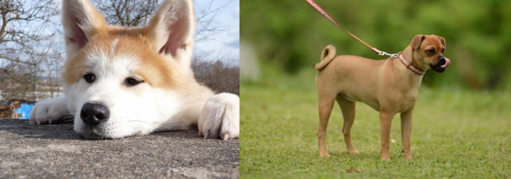 Muggin vs Akita - Breed Comparison