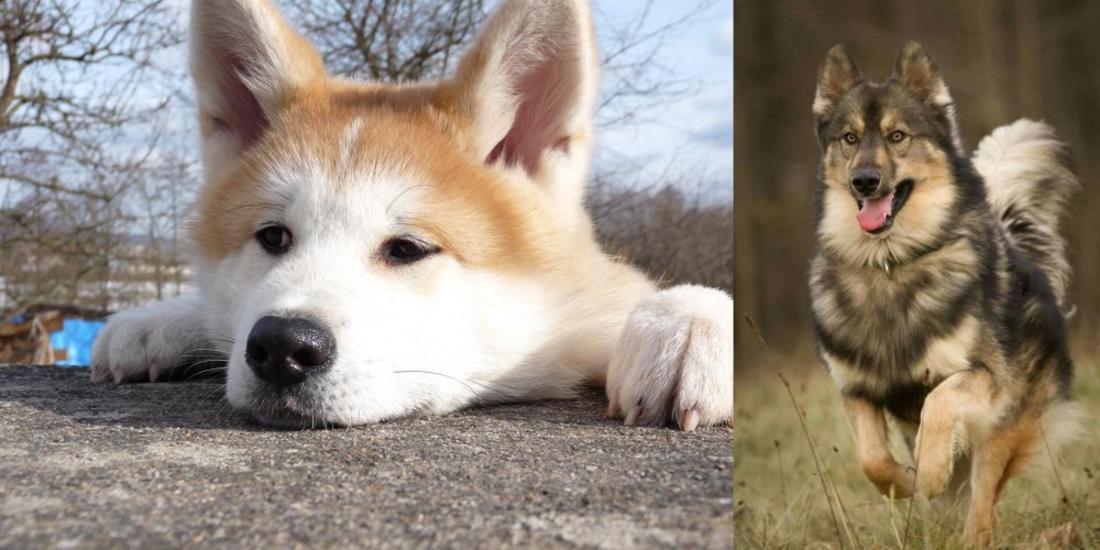 Native American Indian Dog vs Akita - Breed Comparison