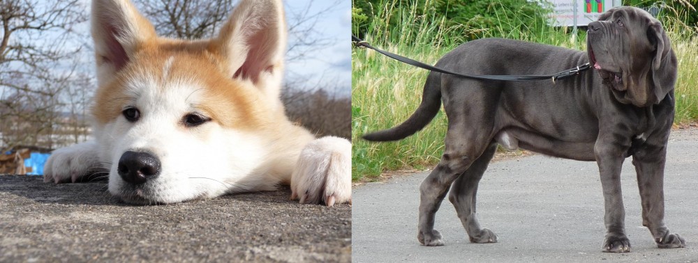 Neapolitan Mastiff vs Akita - Breed Comparison