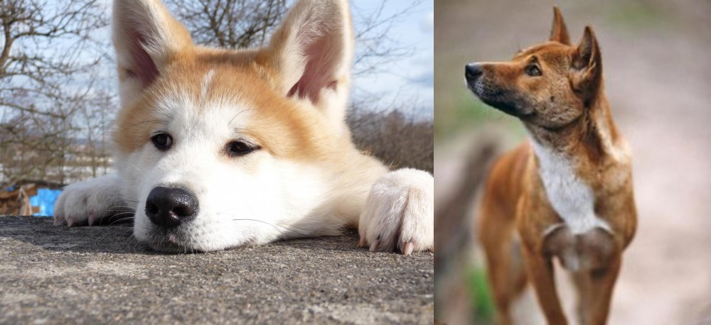 New Guinea Singing Dog vs Akita - Breed Comparison