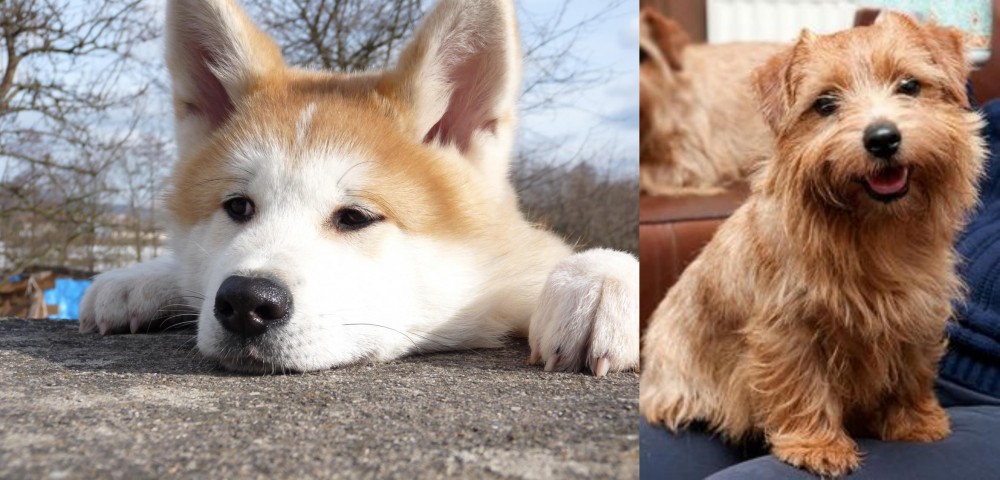 Norfolk Terrier vs Akita - Breed Comparison