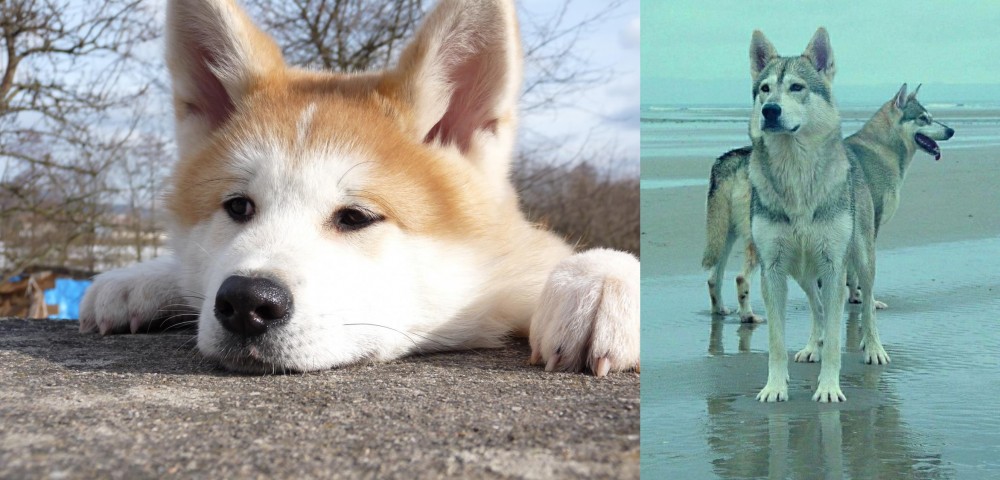 Northern Inuit Dog vs Akita - Breed Comparison