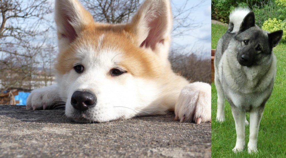 Norwegian Elkhound vs Akita - Breed Comparison