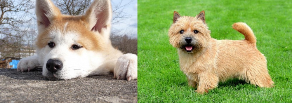 Norwich Terrier vs Akita - Breed Comparison