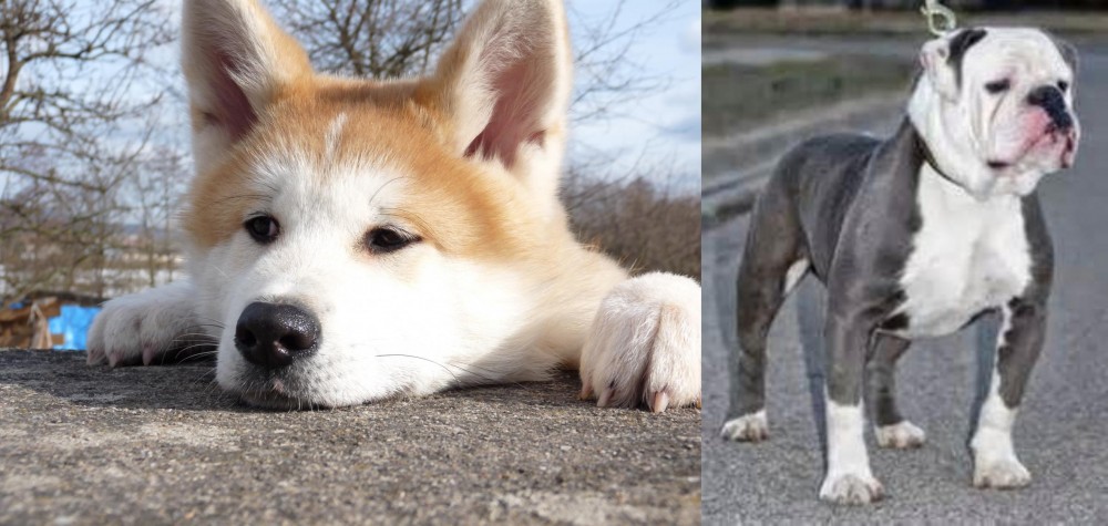 Old English Bulldog vs Akita - Breed Comparison
