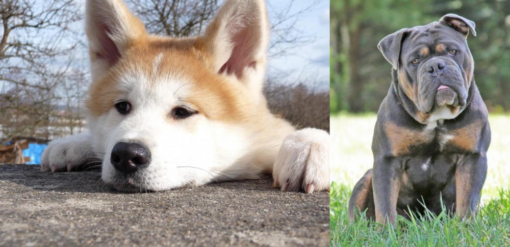 Olde English Bulldogge vs Akita - Breed Comparison