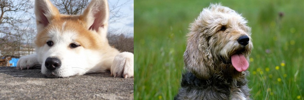 Otterhound vs Akita - Breed Comparison