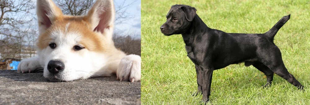 Patterdale Terrier vs Akita - Breed Comparison