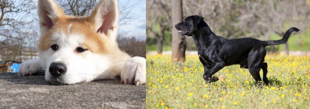 Perro de Pastor Mallorquin vs Akita - Breed Comparison