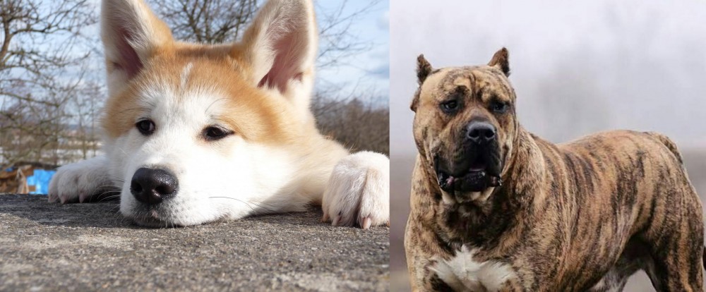 Perro de Presa Canario vs Akita - Breed Comparison